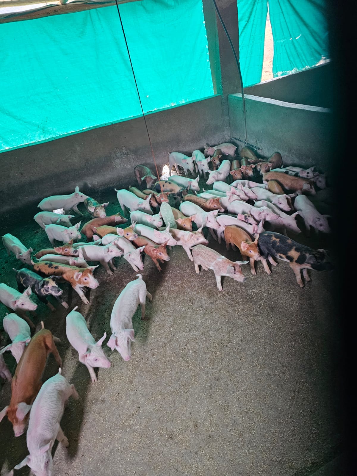 68a06a47-e8d7-4999-8f1b-43b8c3e34545